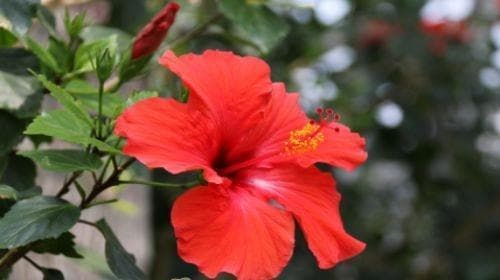 扶桑花养殖完全指南：15个要点助你轻松养花