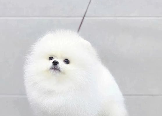 博美幼犬的到家准备指南