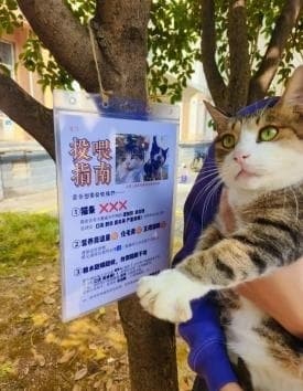 武汉学生救助流浪动物大观察：更专业，热度更高，学校官方介入少