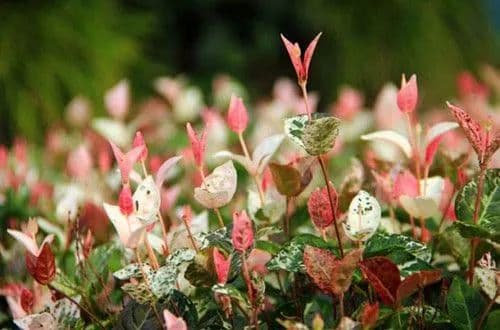 花叶络石如何保持色彩斑斓？花叶络石养护要点是什么？