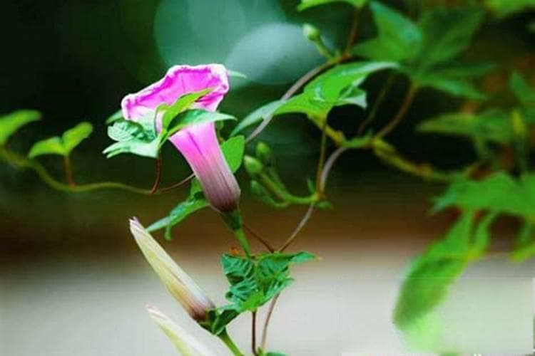 多菌灵对人体的危害指数分析
