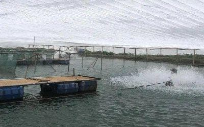 海水养殖病害防治与环境修复水质