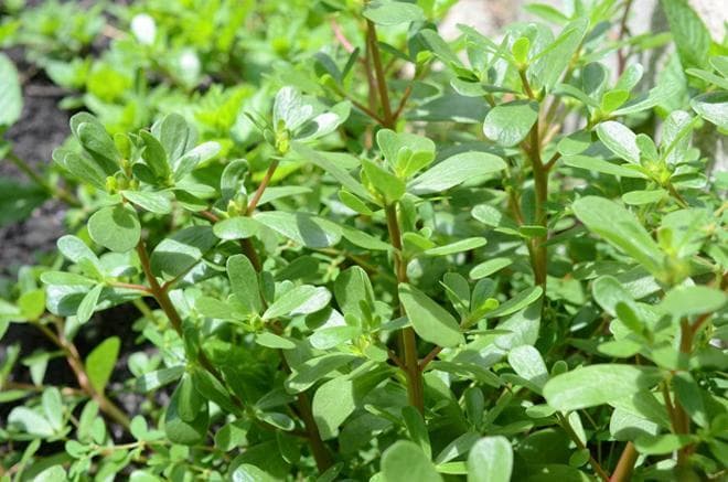 营养又美味：马齿苋5种经典家常做法