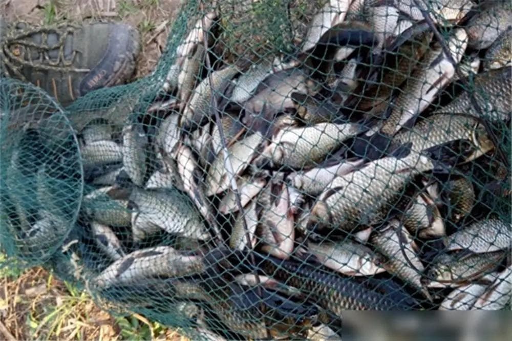 冬钓鲫鱼，虫饵直接用只是“初级选手”，老钓手都用这3种方法