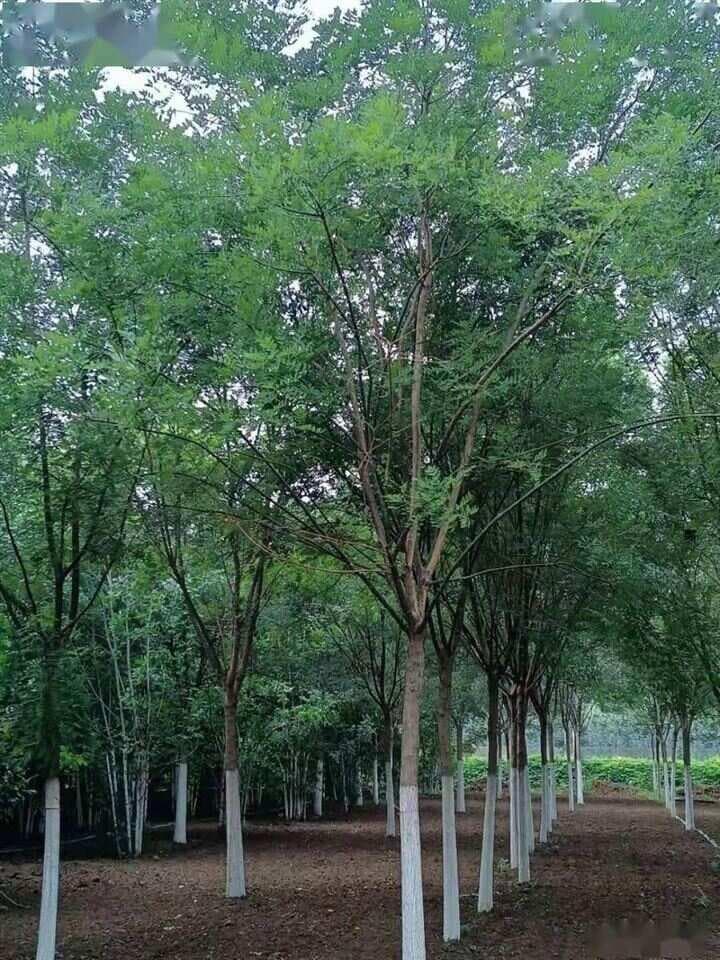 北方地区这几种既耐寒又耐旱的树种