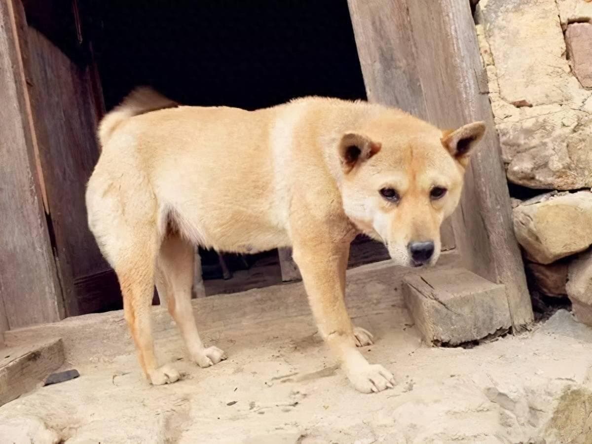 为什么“中华田园犬”会被抛弃？网友：原因很现实
