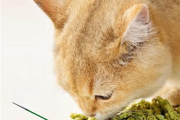 揭秘生肖与猫咪的奇妙缘分：哪些生肖最适合养猫？
