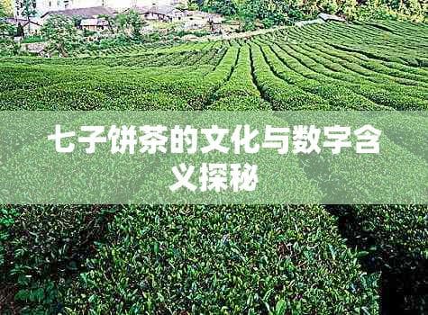 七子饼茶的文化与数字含义探秘