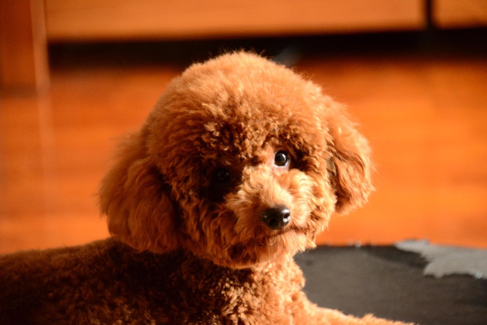 怎样训练泰迪犬