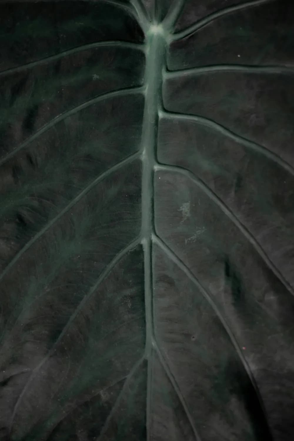 龟背竹走红客厅：高性价比的绿植新宠