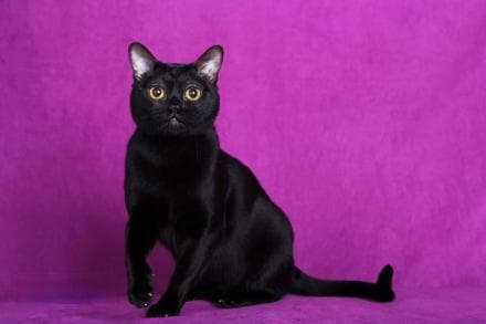 黑猫：从生物学特征到文化象征
