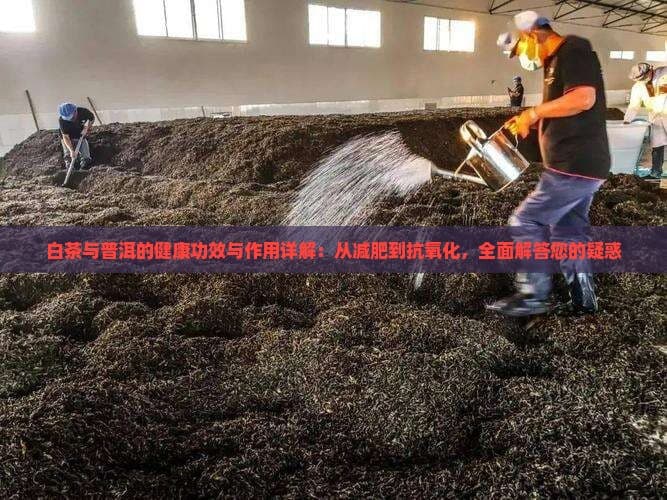 白茶与普洱的健康功效与作用详解：从减肥到抗氧化，全面解答您的疑惑