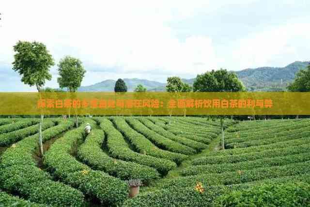 探索白茶的多重益处与潜在风险：全面解析饮用白茶的利与弊