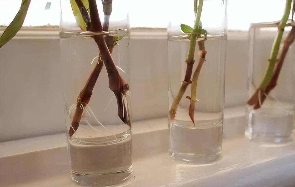 分析生根粉配方技术