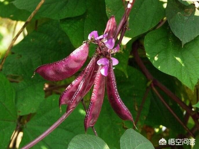 眉豆几月份种植最好（眉豆的种植方法与时间）