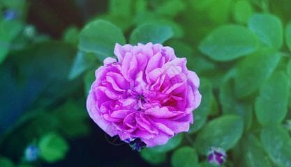 玫瑰花生长有什么环境条件及特点？挑选最佳生长环境