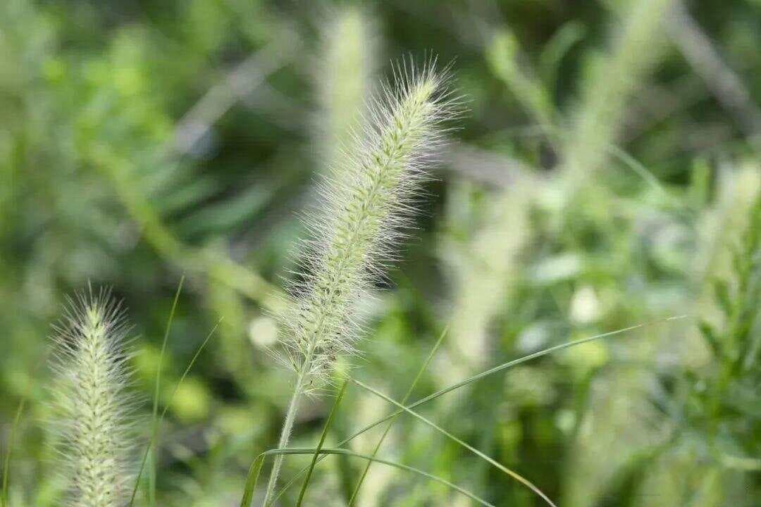 补益气血合活血止血法治疗缺血性肠病气血两虚证案