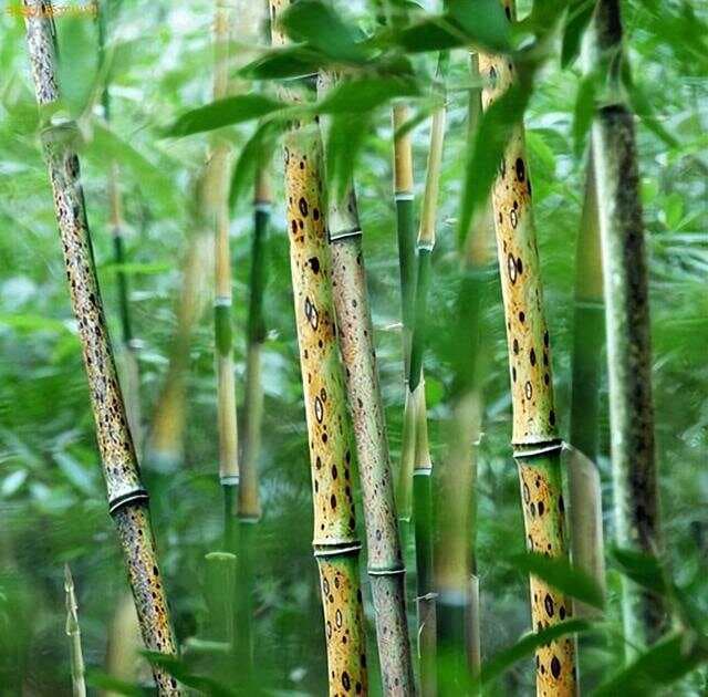 一文读懂中国竹：24种常见竹子的形态与文化