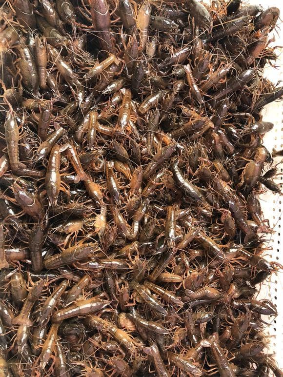 虾苗价格持续上涨，养殖户如何挑选优质虾苗？