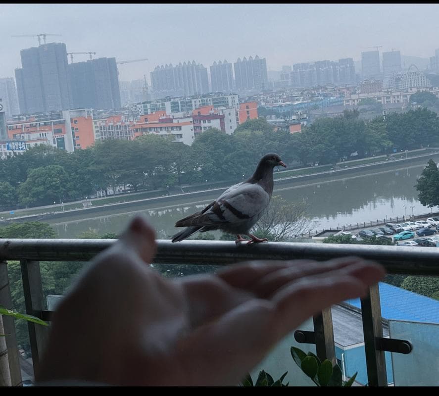 家中飞鸽寓意解析：风水吉兆与财富谨慎