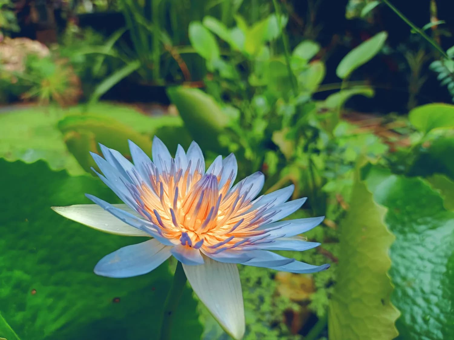 灵山胜境蓝莲花打卡指南：万株莲花与千年佛韵的完美邂逅
