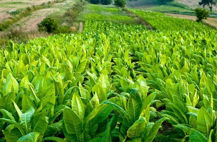 世卫组织：全球烟草使用率持续下降，预计2025年将下降25%