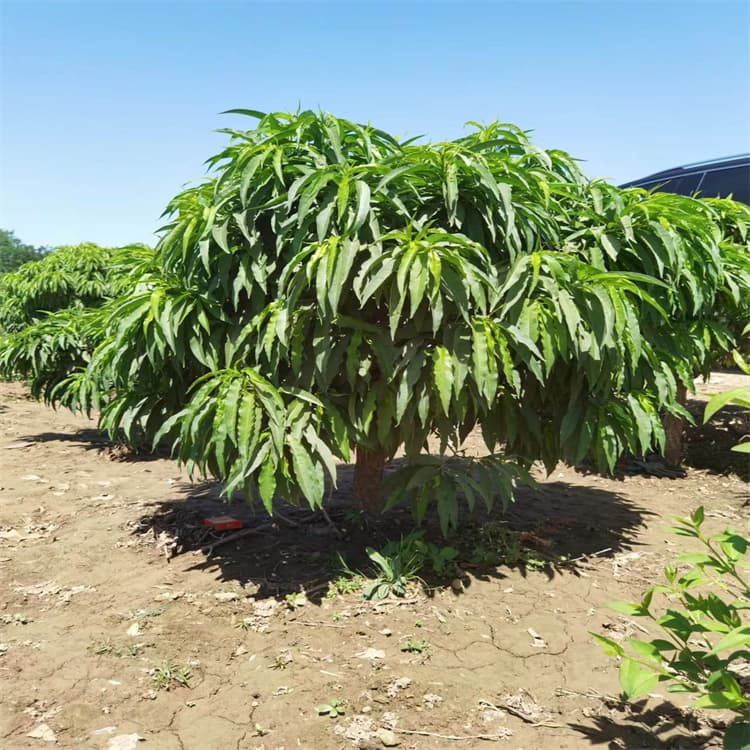 牡丹花的开花时间与颜色介绍