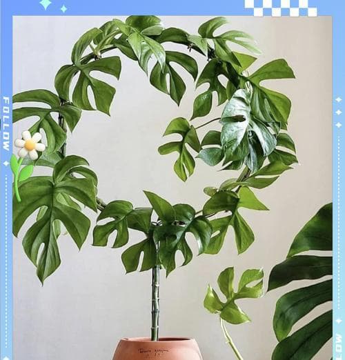 室内植物养护需要注意哪些问题？
