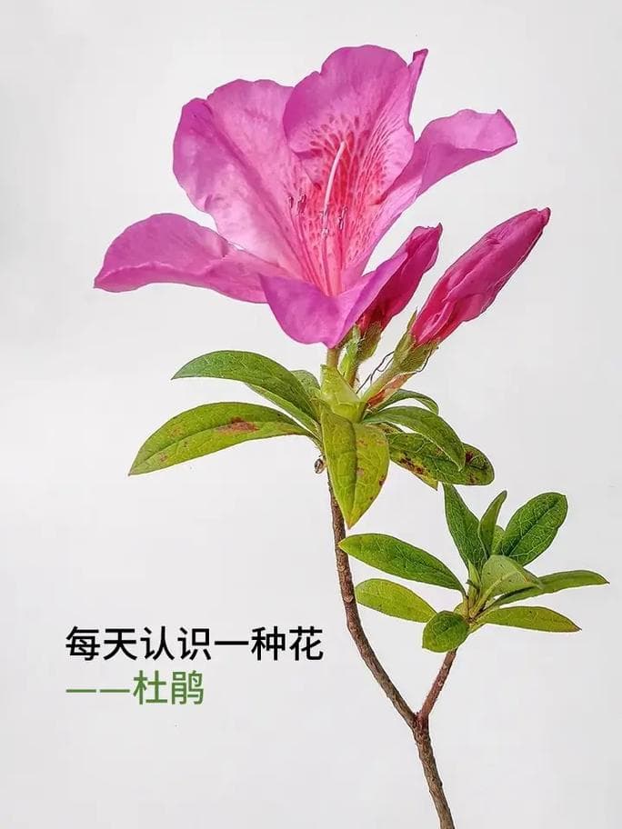 怎么描述映山红：写出惊艳诗意的杜鹃花文字技巧!