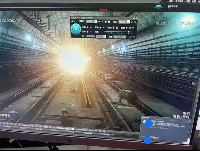 评论丨野猪闯入南京地铁隧道，“偶然而至”的城市治理新问题