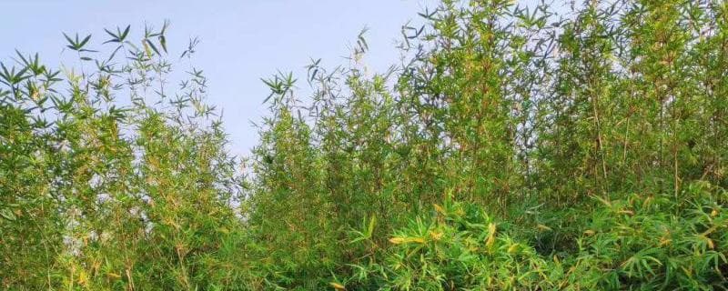 慈孝竹耐寒吗？