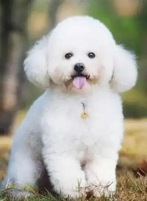 四季贵宾犬：高智商的犬中精灵