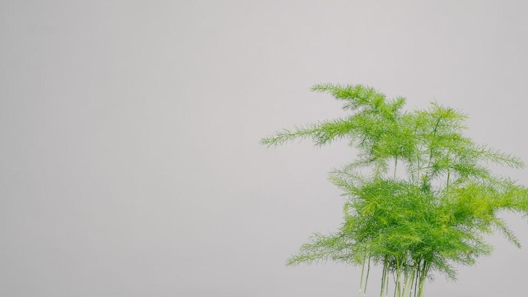 室内除甲醛的绿色守护者：哪些植物能有效吸甲醛？