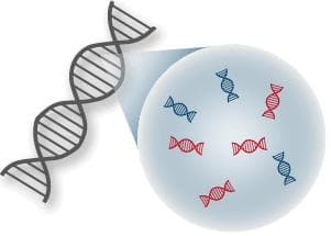 母血Y-DNA鉴定技术：从科学原理到临床应用