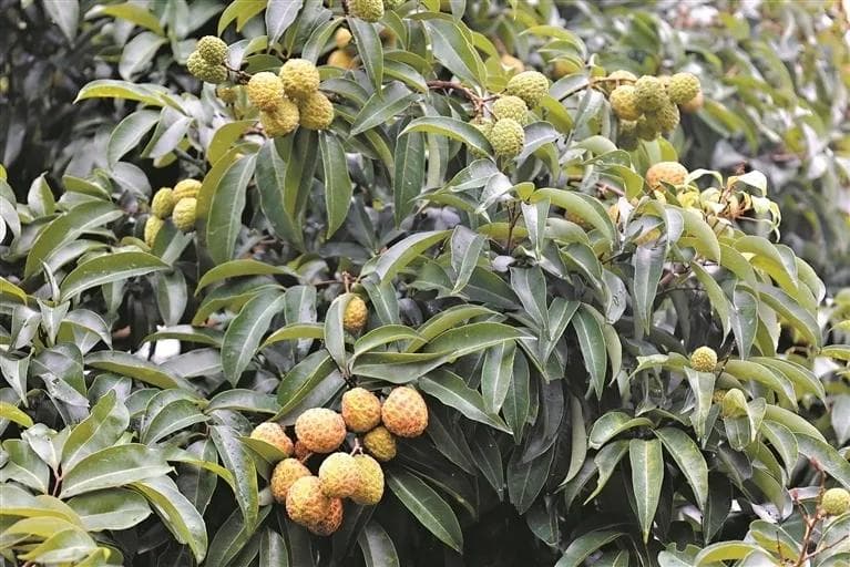 网红荔枝的演化之路：井岗红糯改变“看天收果”窘境 仙桃荔大小堪比鸡蛋有望成顶流