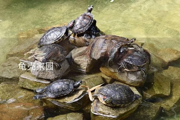 乌龟养护指南：打造舒适温馨的龟壳家园