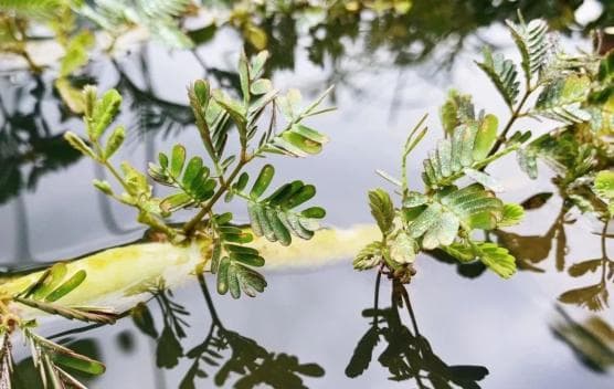炎炎夏日，一起认识上海植物园中的“水中贵族”
