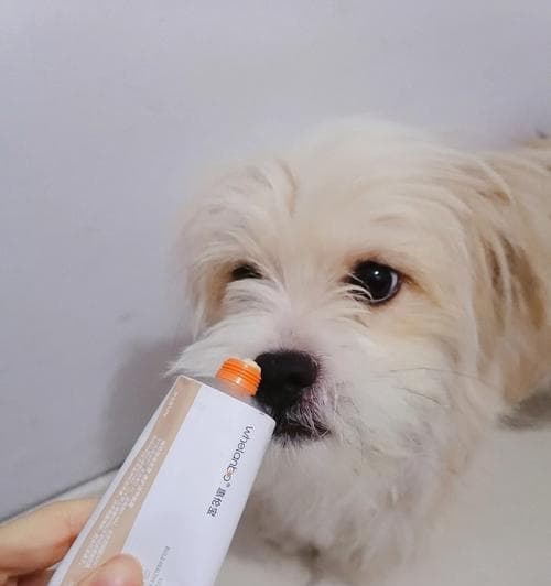 营养不足的狗狗如何补充营养？（用正确的食物满足宠物的营养需求）