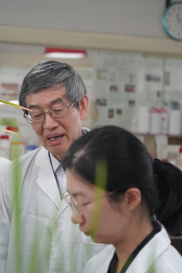 对心脏有益的辅酶Q10 能从米饭获得了！科学团队创制辅酶Q10水稻新种质