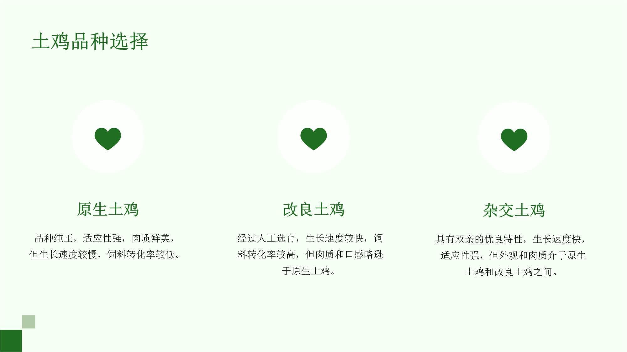 土鸡养殖的饲养管理计划