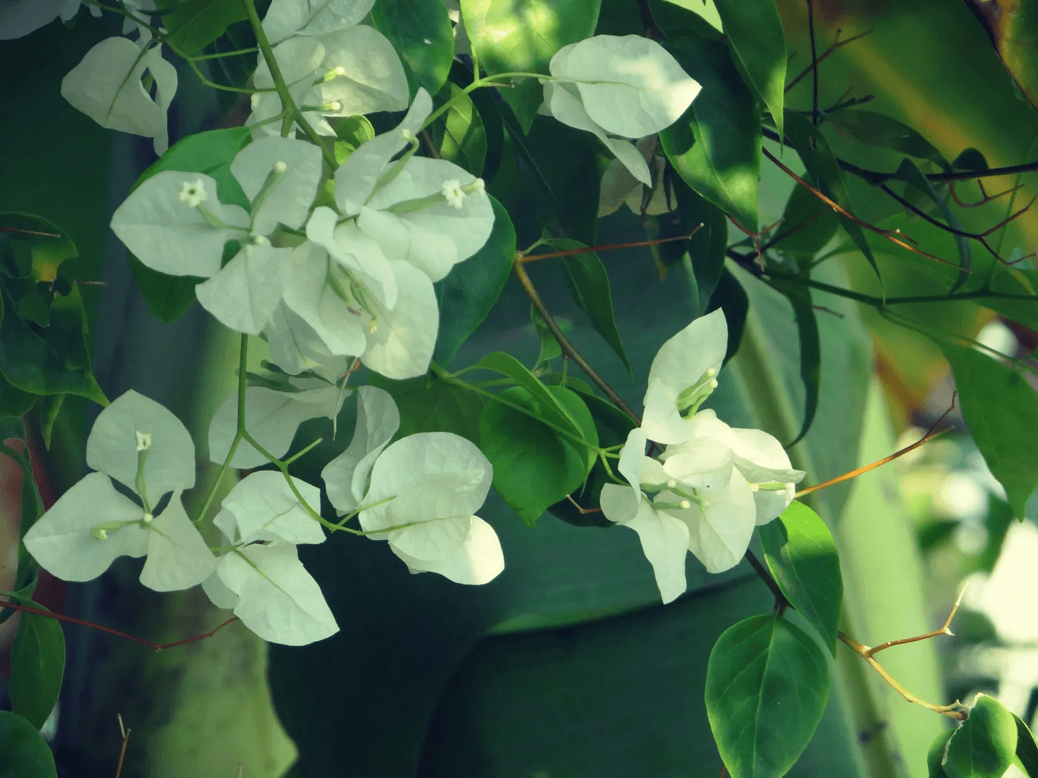 茯苓：健康管理的秘密武器