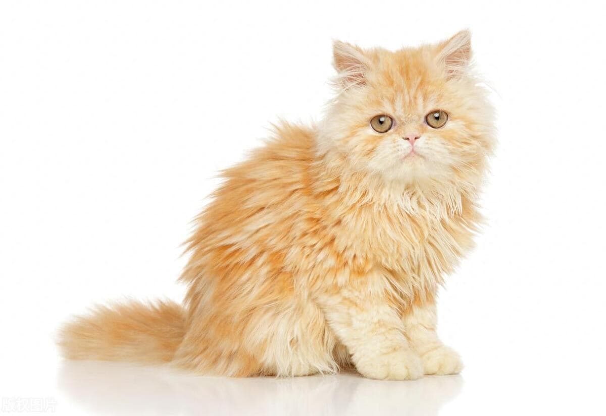 华贵之美：波斯猫的迷人外观与历史背景