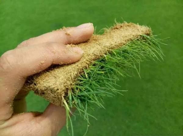 如何区分马尼拉草和狗牙根