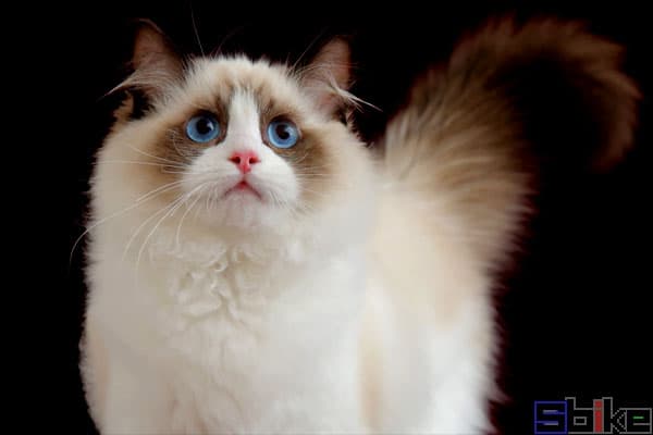 布偶猫：温柔的“布娃娃”宠物猫