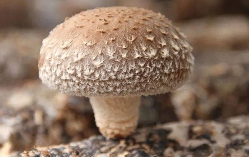 医学研究发现：药用菌菇可切断癌症能量，精准狙杀癌细胞