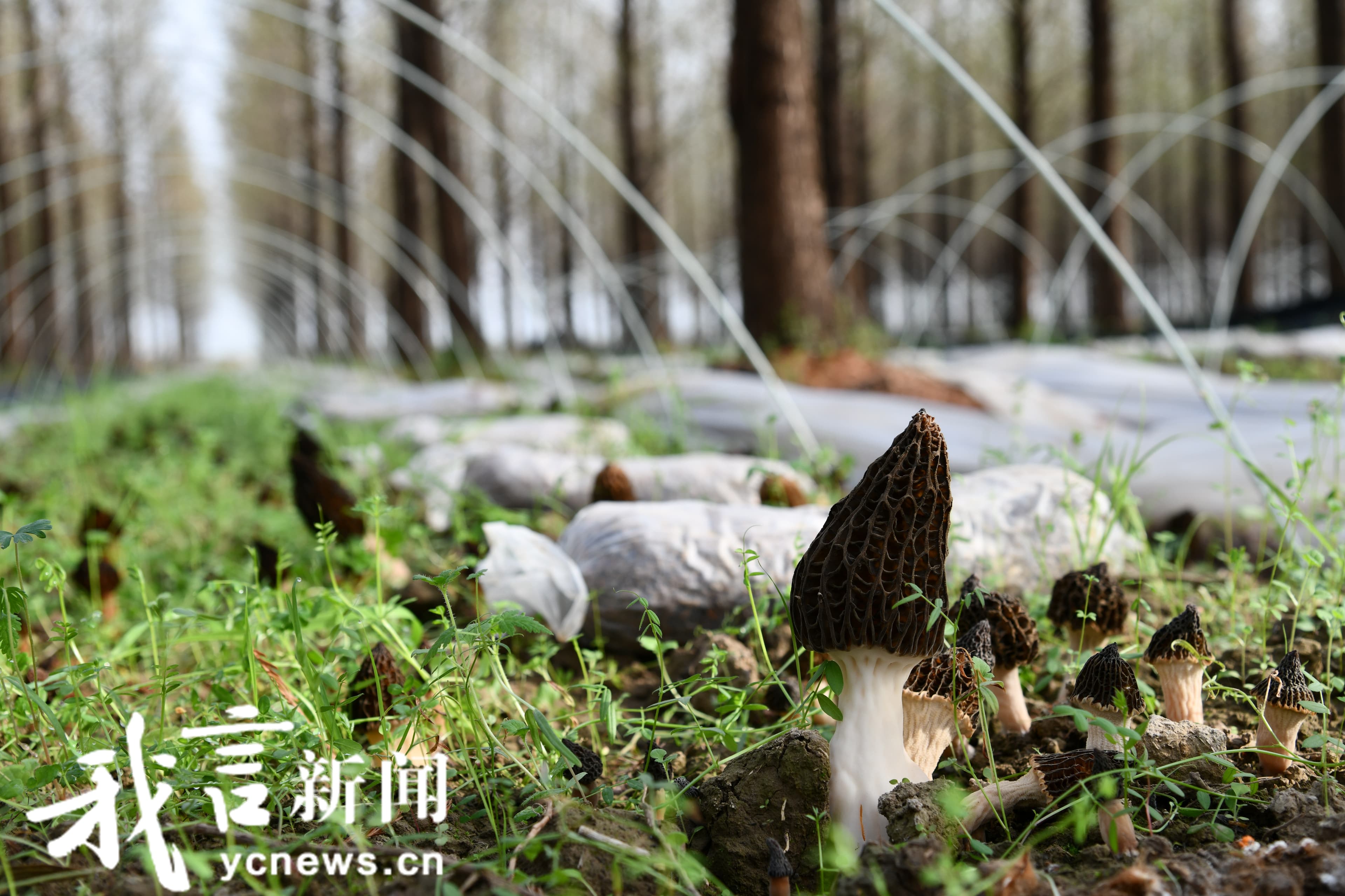 林下“冒”出了羊肚菌