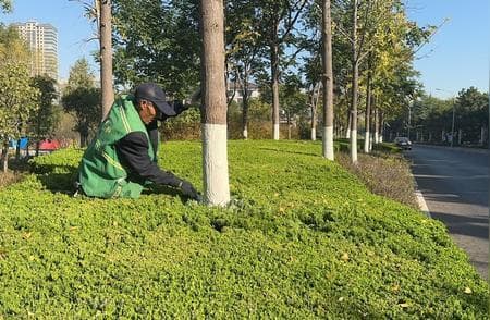 为什么树刷漆防虫子（怎么一到冬天就要给树木刷白）