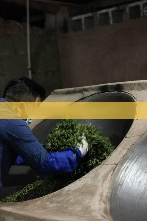 脾胃虚寒者能否饮用熟普洱茶？全面解析其影响与适宜人群