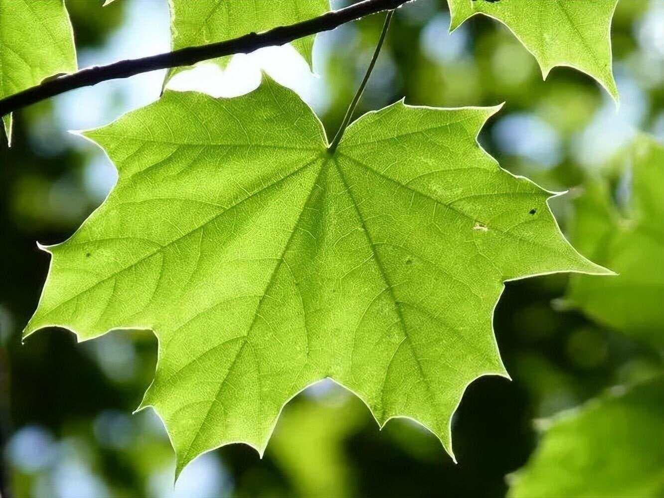南风知我意，吹梦到西洲。6首南风诗词，抒尽缱绻离愁，幽幽思念