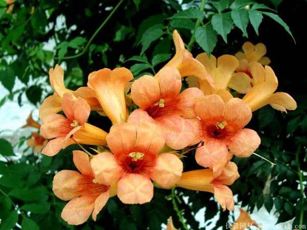 光照温度是关键：解析凌霄花2月开花的可能性